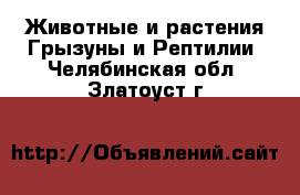 Животные и растения Грызуны и Рептилии. Челябинская обл.,Златоуст г.